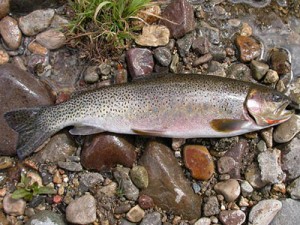 westslope cutthroat trout