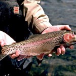 rainbow trout (Oncorhynchus mykiss)