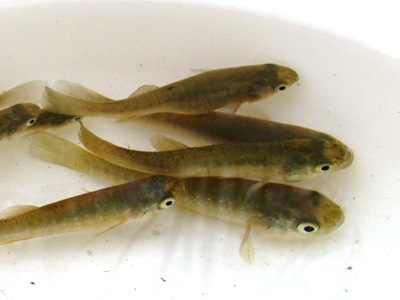 Types of Live Minnows for Freshwater Fishing – Freshwater Fishing News