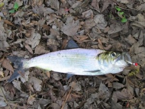 hickory shad