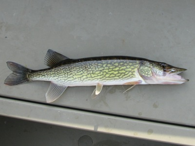 Chain Pickerel – Freshwater Fishing News