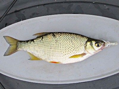 https://www.freshwater-fishing-news.com/wp-content/uploads/2011/08/golden-shiner-jig.jpg