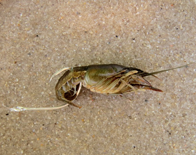 Crayfish Rigs – Freshwater Fishing News