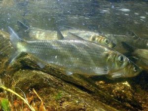 alewives