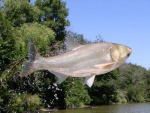 invasive silver carp leaping