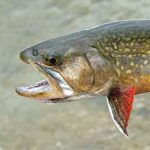 brook trout head