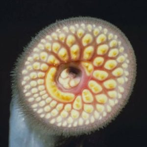 sea lamprey mouth