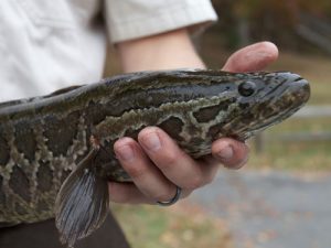 northern snakehead fish