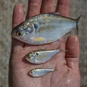 gizzard shad